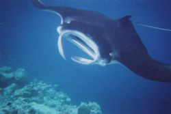 Manta off Vadhoo Island in the Maldives - Fujifilm underw... by Gary Arnold 